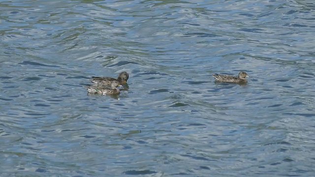 Green-winged Teal - ML367419131