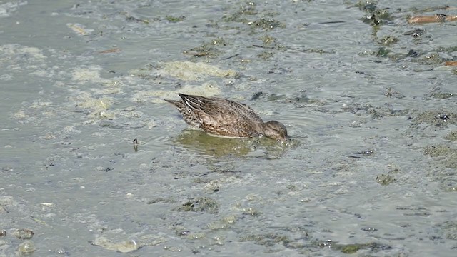 Green-winged Teal - ML367419351