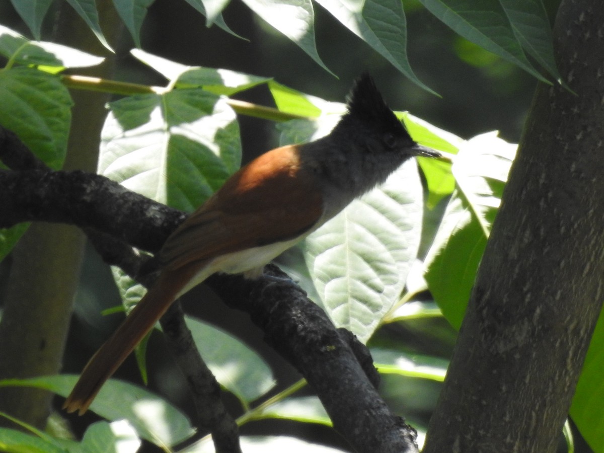 Indian Paradise-Flycatcher - ML367419411