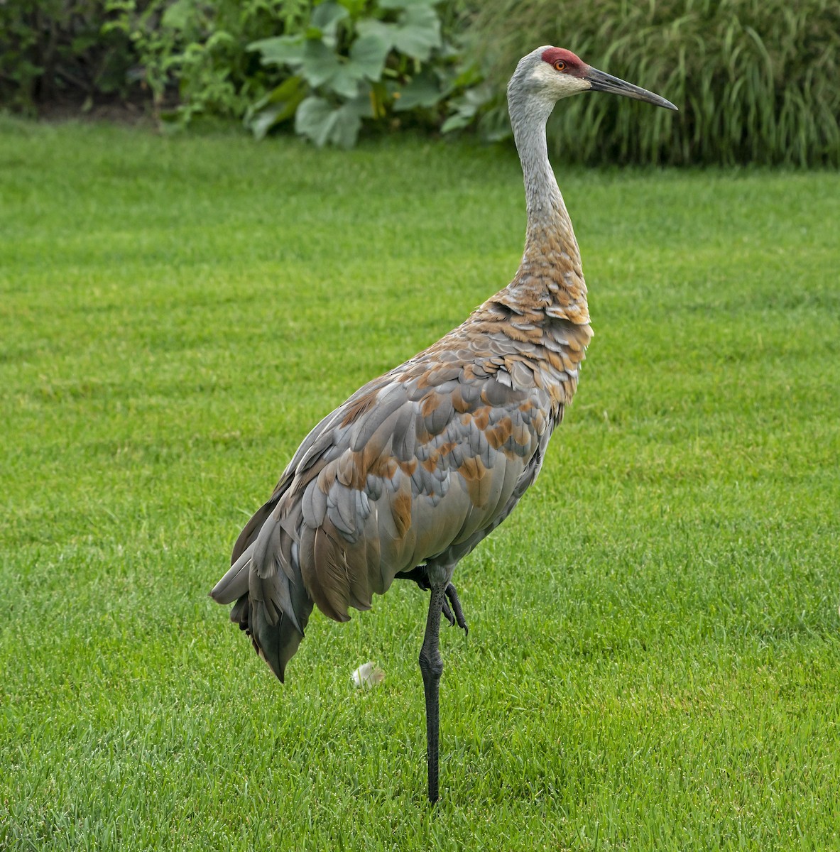 Sandhill Crane - Mike Losacco