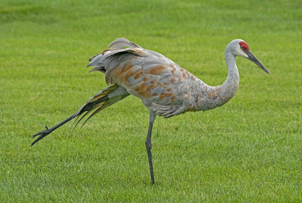 Sandhill Crane - Mike Losacco