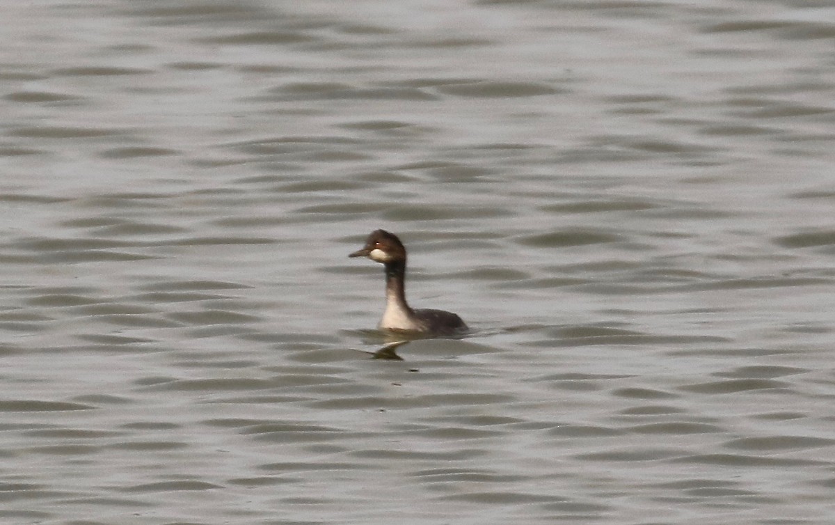 黑頸鸊鷉 - ML367420021