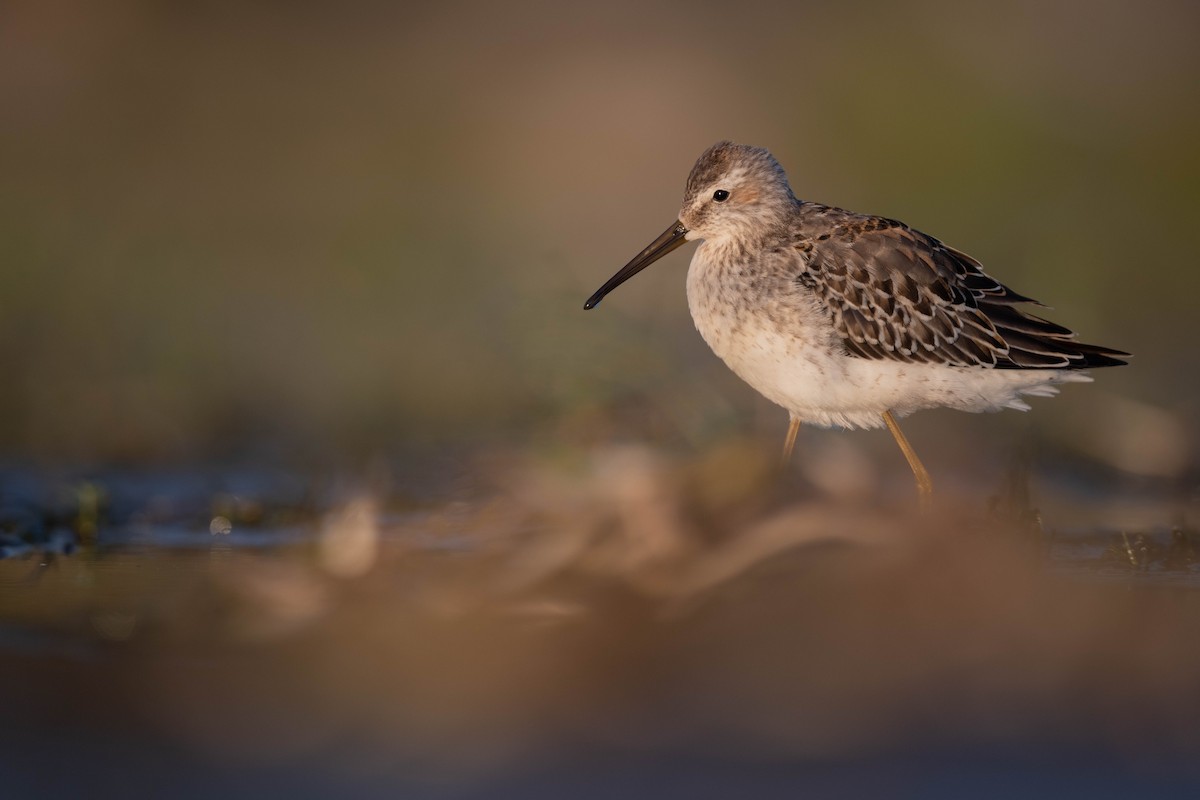 Stilt Sandpiper - ML367420211