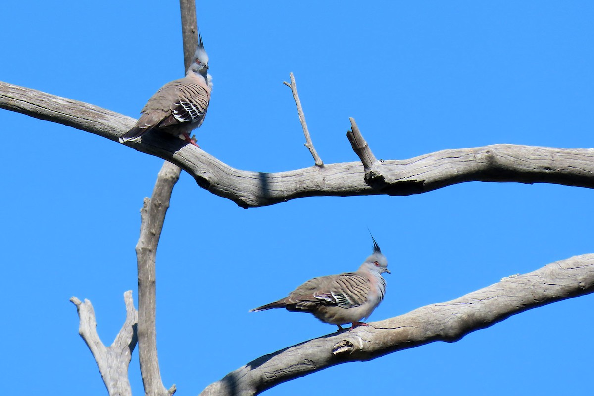 Crested Pigeon - ML367421411