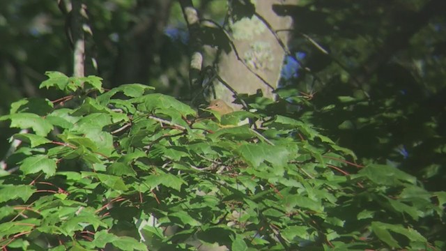 סבכון קונטיקט - ML367421471