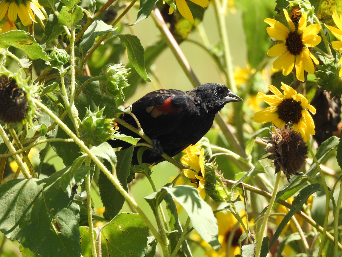 Red-winged Blackbird - ML367423491