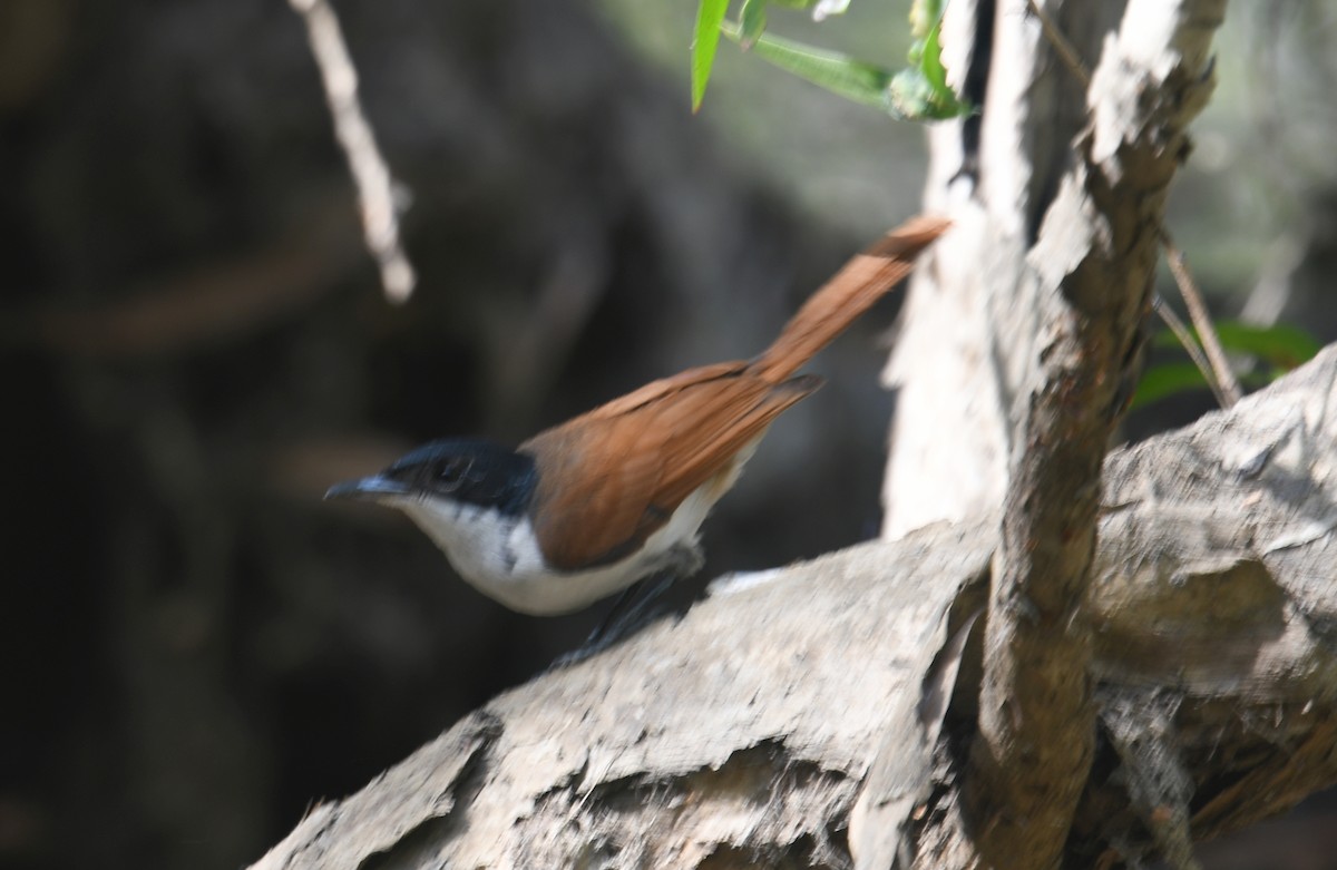 Shining Flycatcher - ML367424201