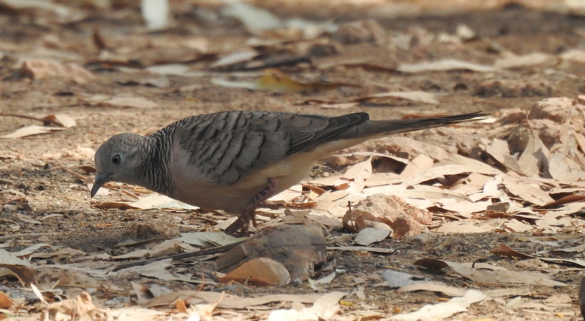 Peaceful Dove - ML367424341