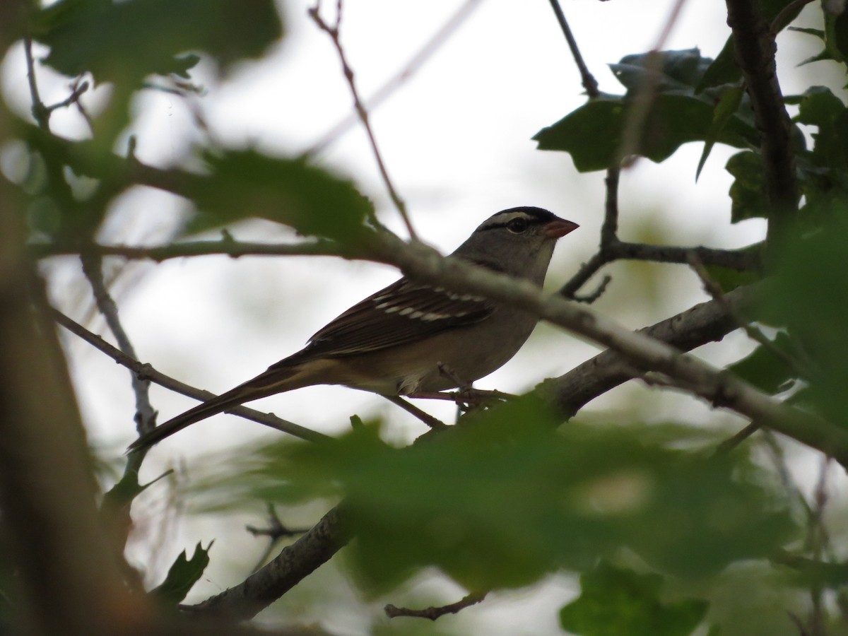 White-crowned Sparrow - ML36742551