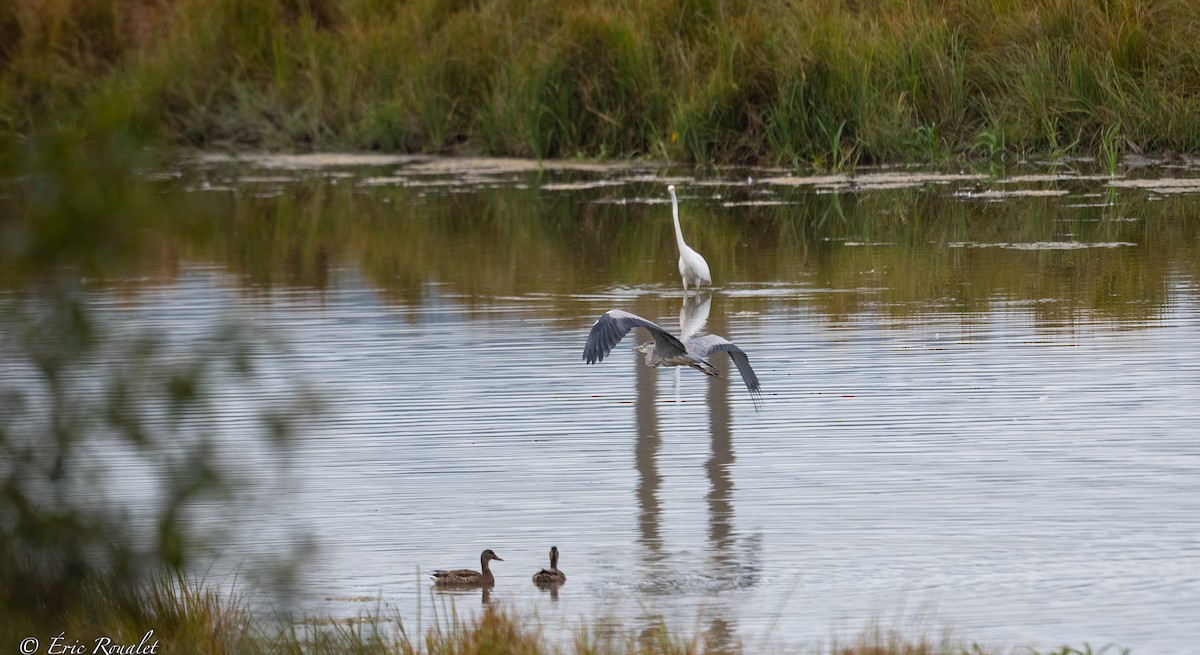 Gray Heron (Gray) - ML367425601