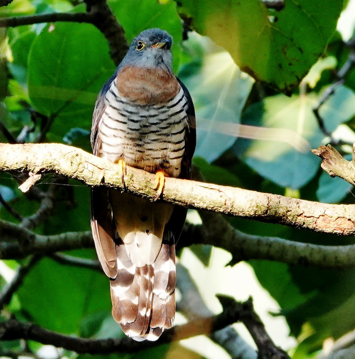 Red-chested Cuckoo - Rene Laubach