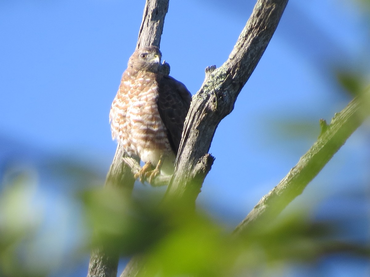 Broad-winged Hawk - Tom Wheatley