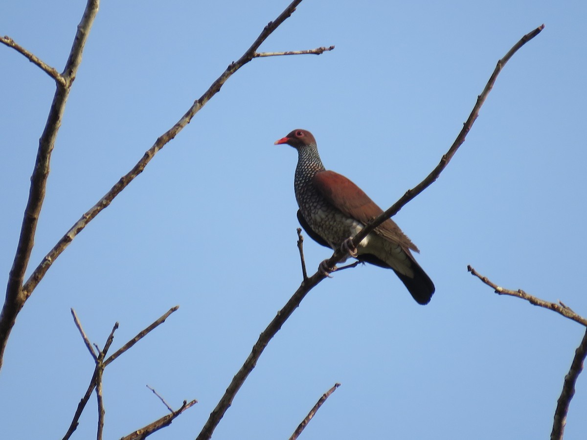 Scaled Pigeon - ML367428051