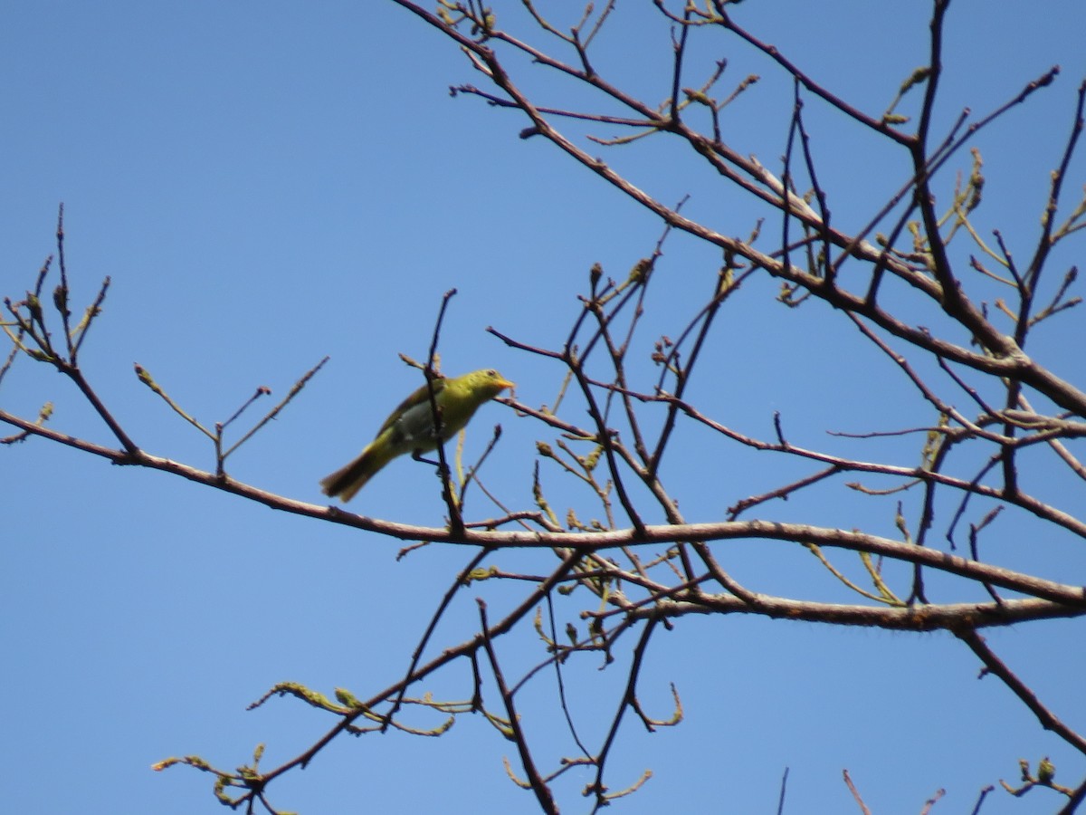 Guira Tanager - ML367428371