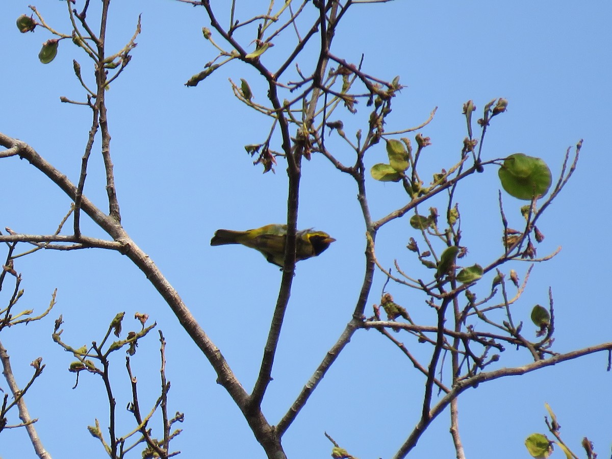 Guira Tanager - Vincent Vos