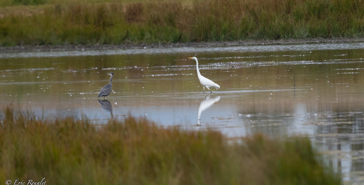 Gray Heron (Gray) - Eric Francois Roualet