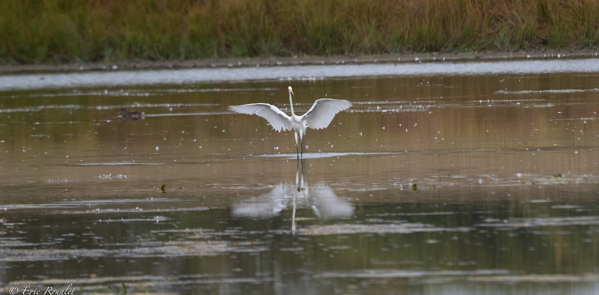 Great Egret (alba) - Eric Francois Roualet