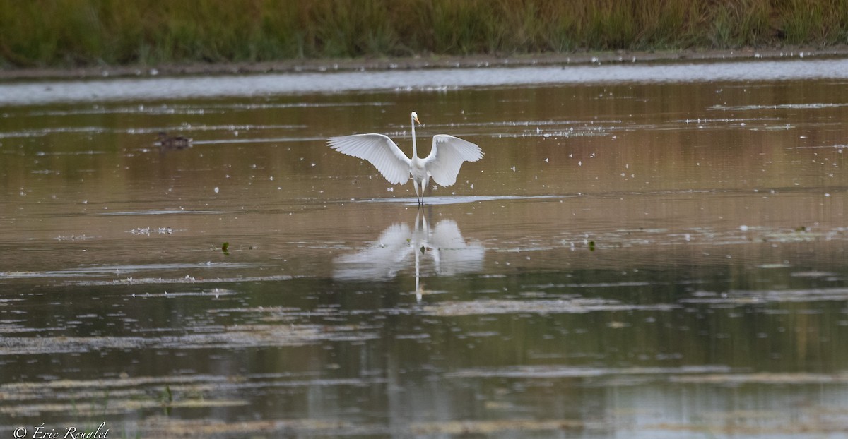 Great Egret (alba) - Eric Francois Roualet