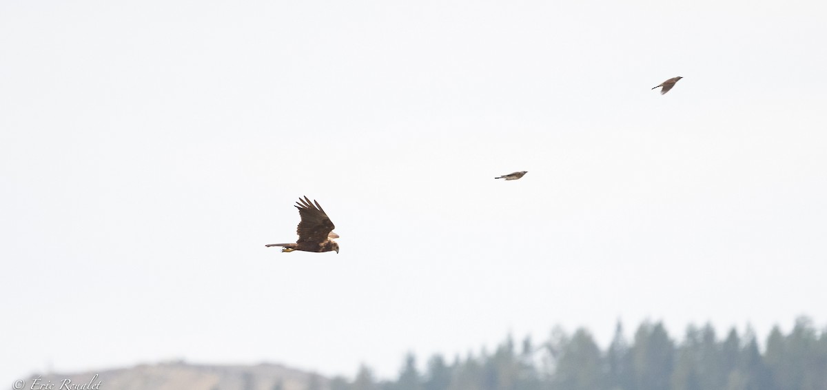 Western Marsh Harrier - Eric Francois Roualet