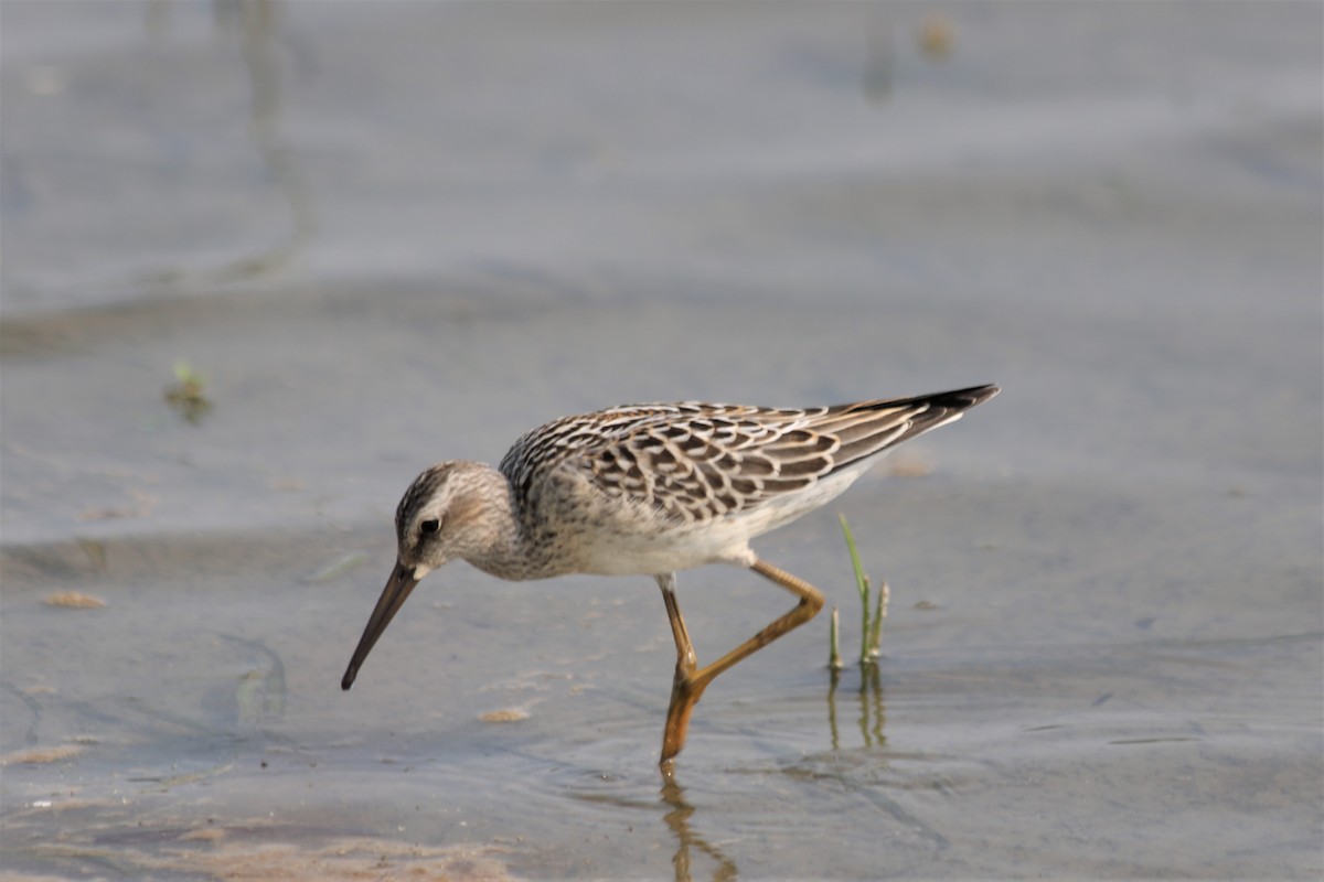 Stilt Sandpiper - ML367430231