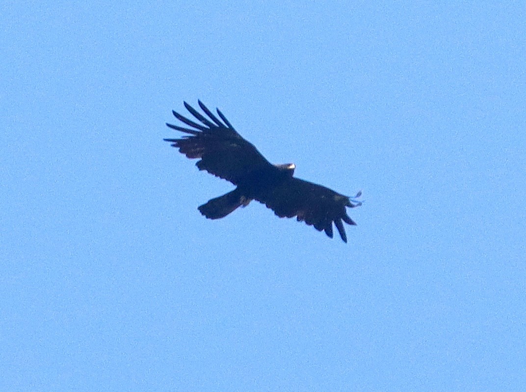Black Eagle - ML367430811