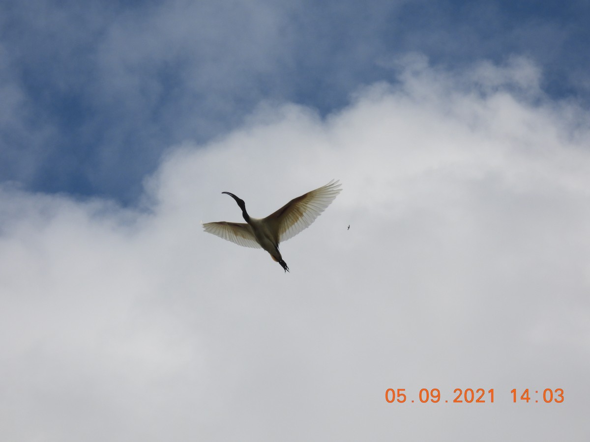 Black-headed Ibis - ML367432121