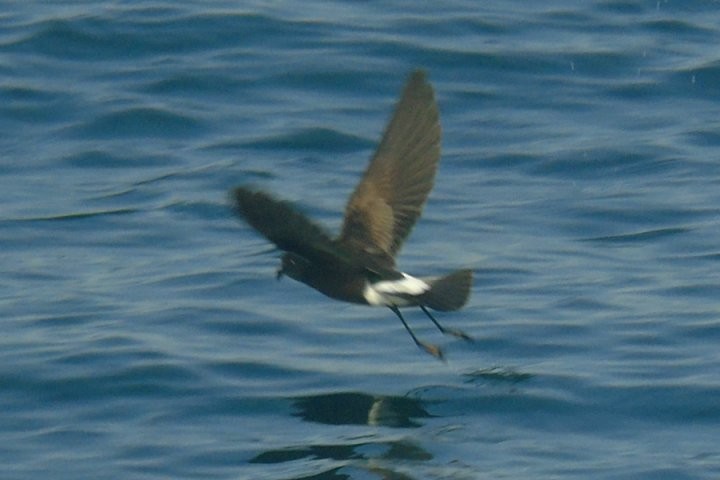 Wilson's Storm-Petrel - ML36743531