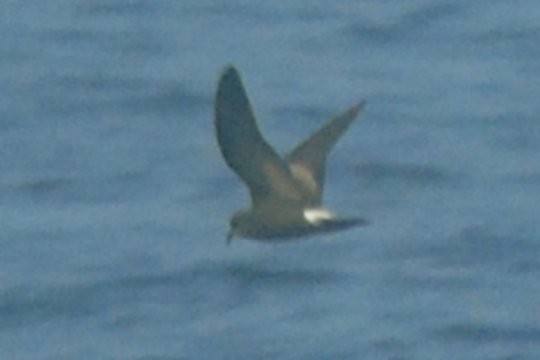 Leach's Storm-Petrel - ML36743551