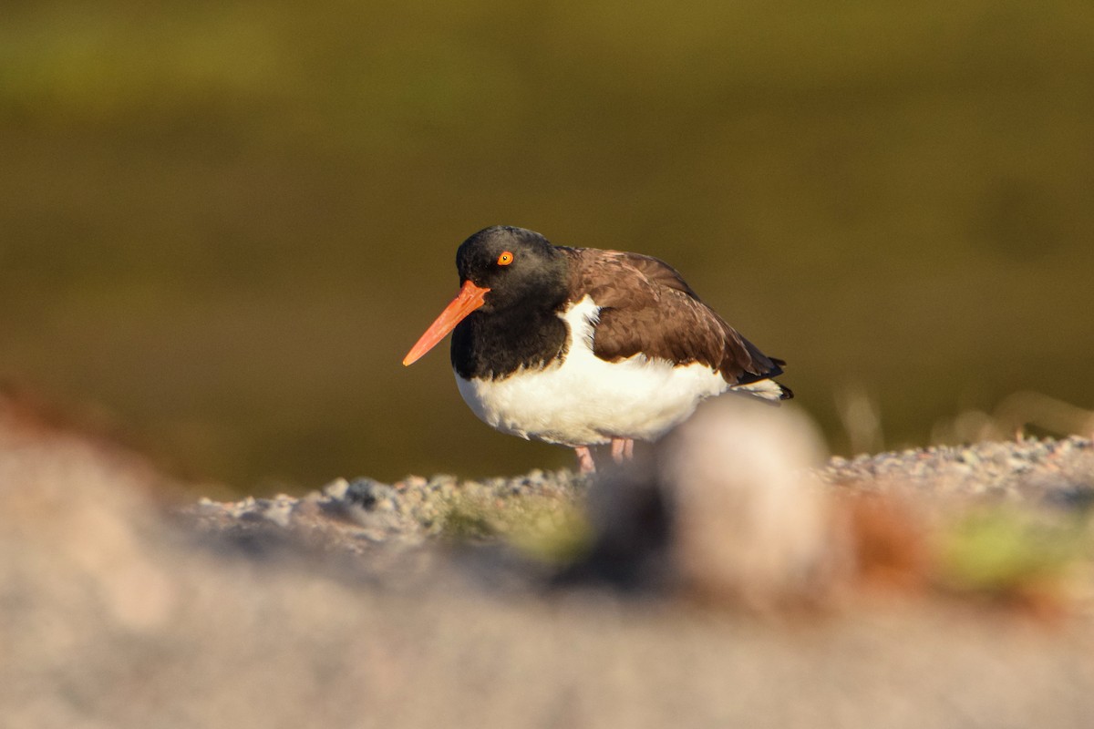 American Oystercatcher - ML367436181