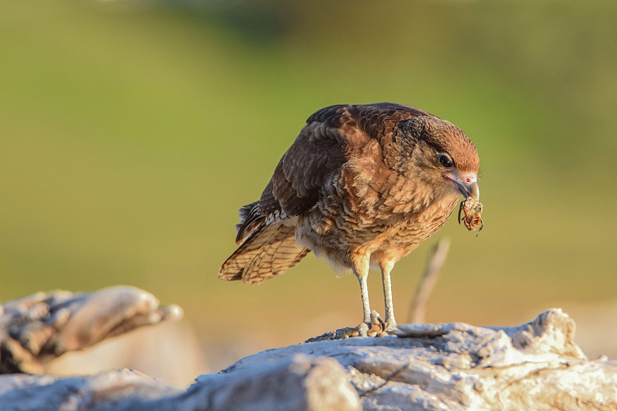 Chimango Caracara - ML367436311