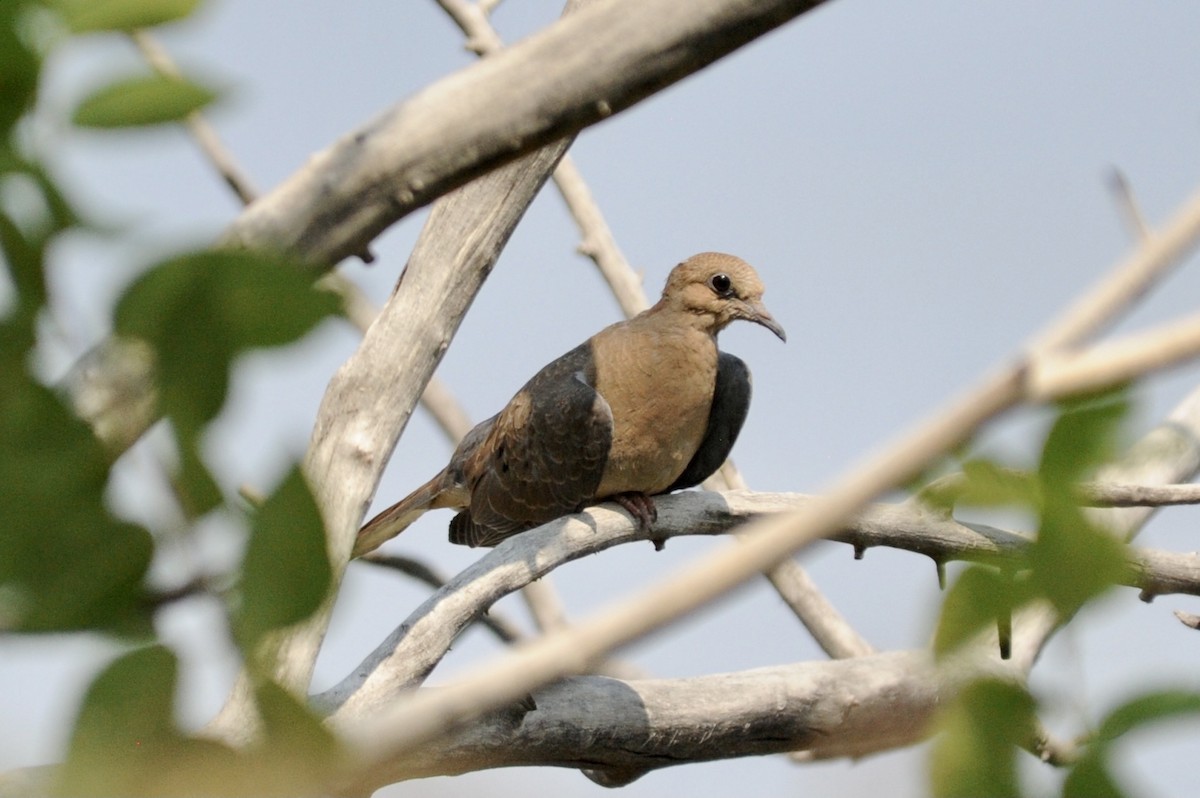 Mourning Dove - Holly Minor