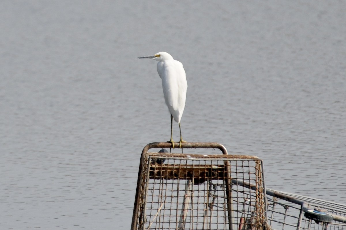 Snowy Egret - ML367436511