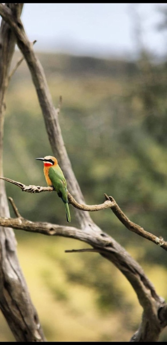 White-fronted Bee-eater - Doris  Schaule