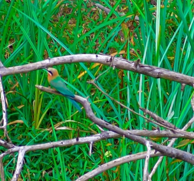 White-fronted Bee-eater - ML367436531