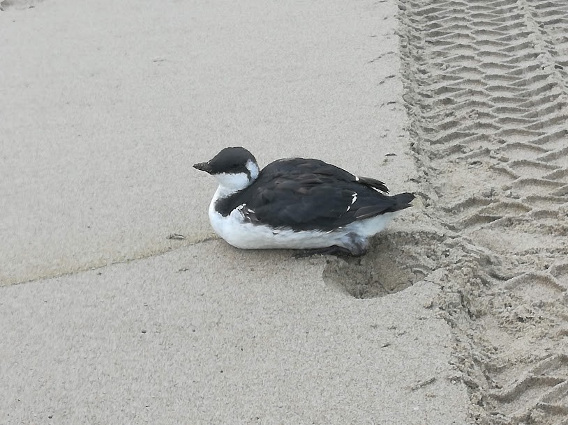 Pigeon Guillemot - ML367437341