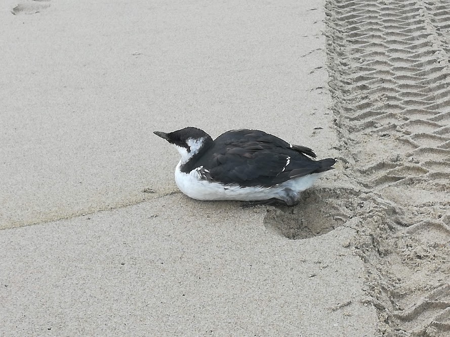 Pigeon Guillemot - ML367437351