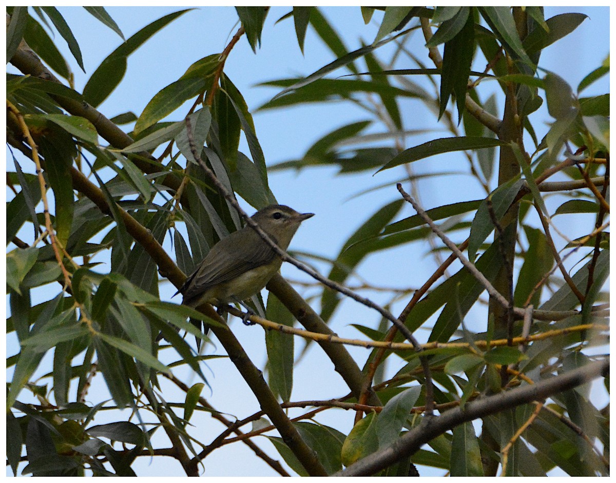 Philadelphia Vireo - Pascal Vallieres🦉