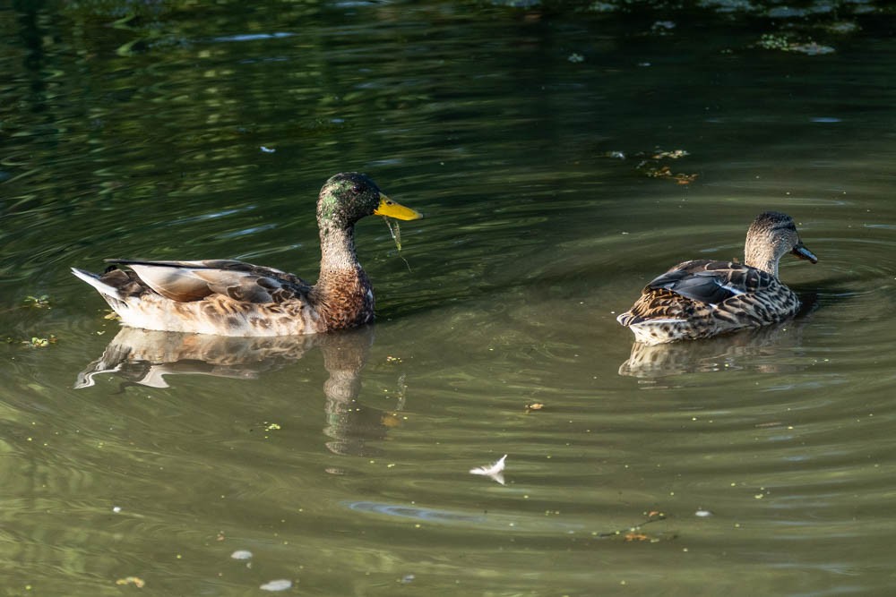 Mallard (Domestic type) - ML367438731