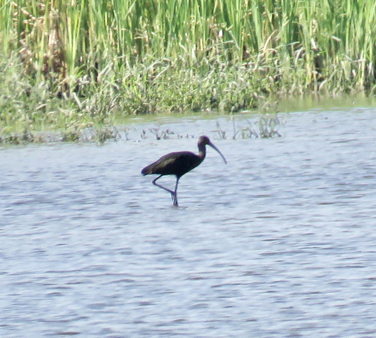 ibis americký - ML367441001