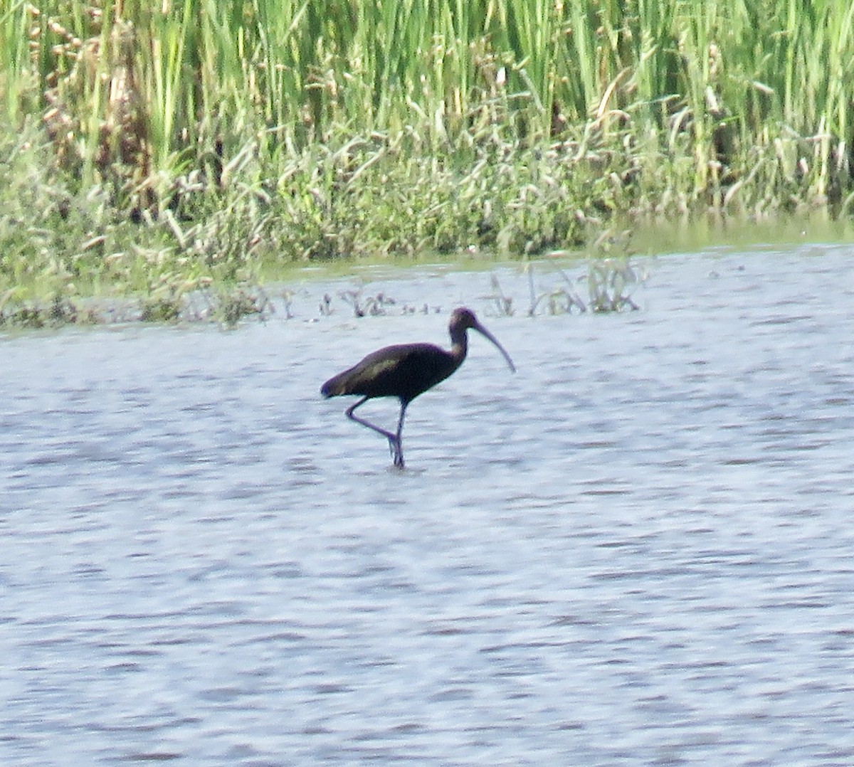 White-faced Ibis - ML367441001