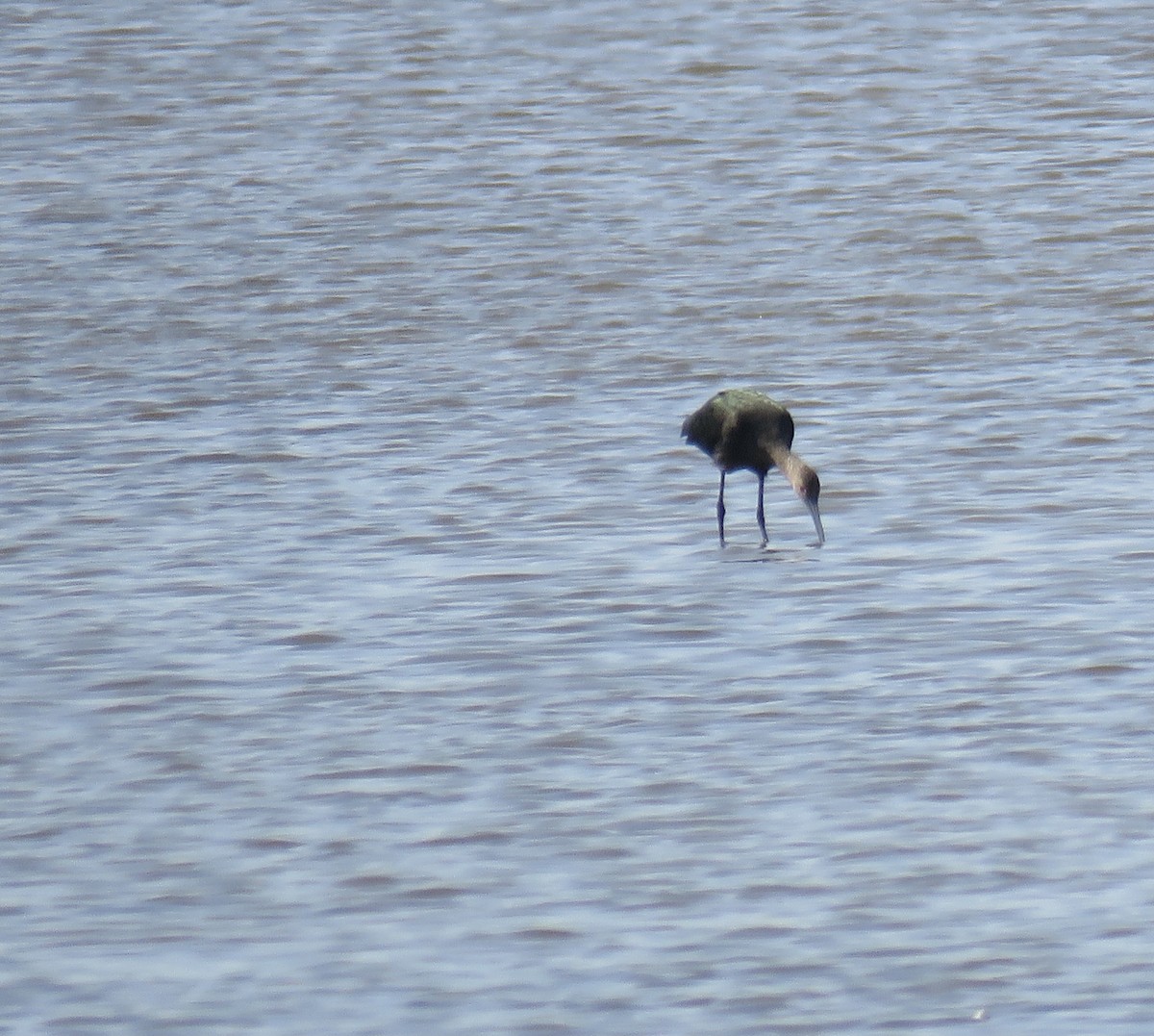 White-faced Ibis - ML367441031