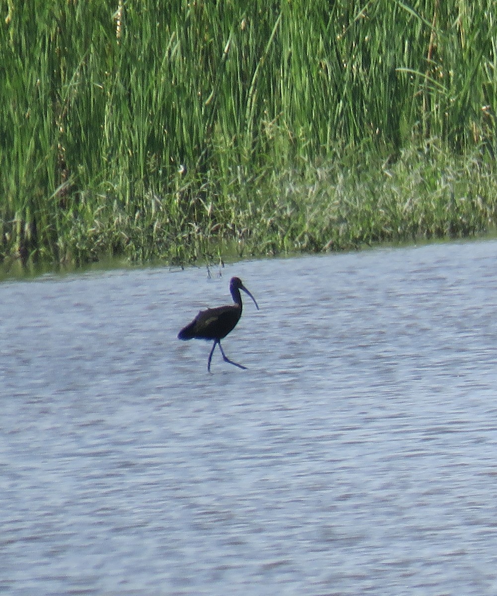 White-faced Ibis - ML367441041