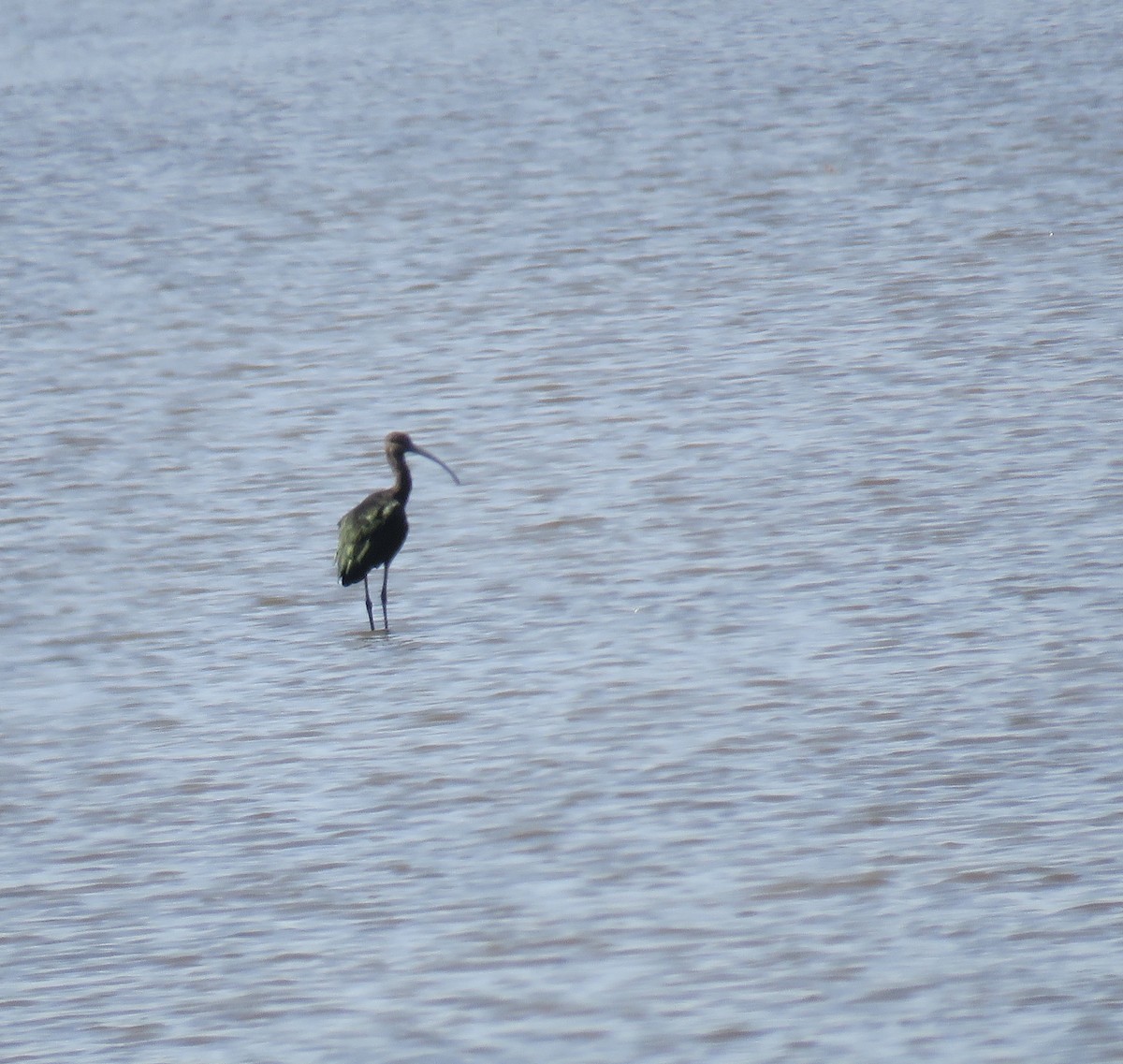 White-faced Ibis - ML367441051