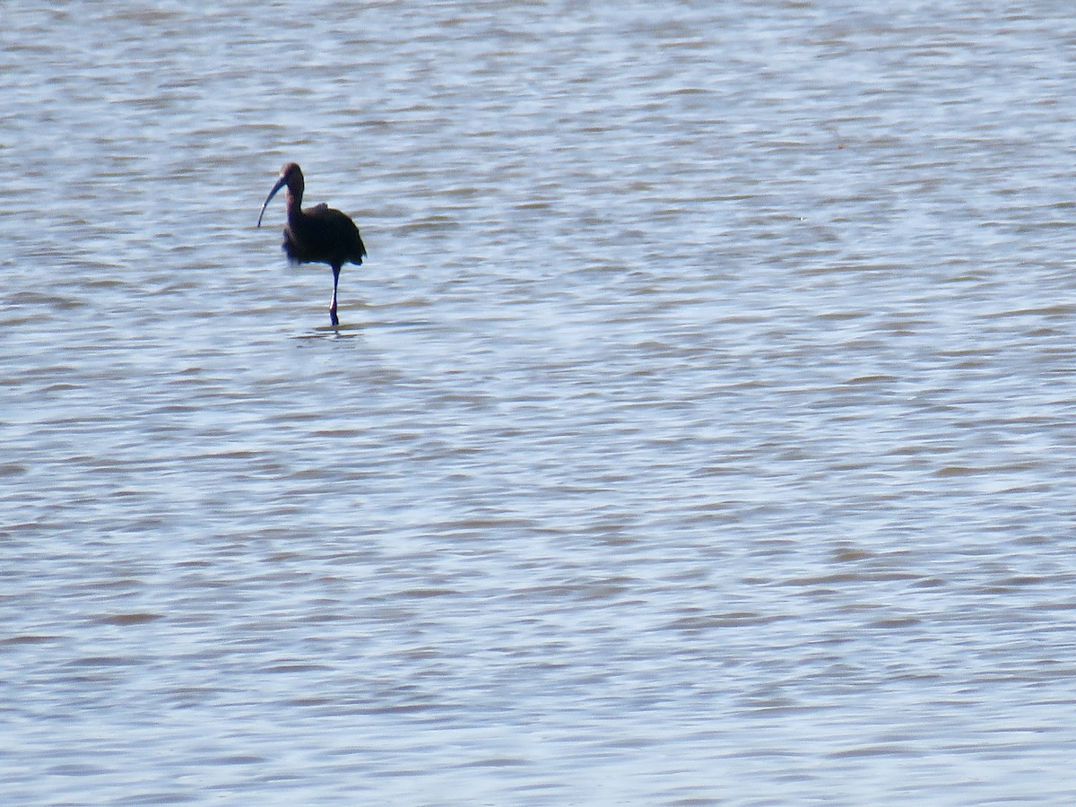 White-faced Ibis - ML367441071