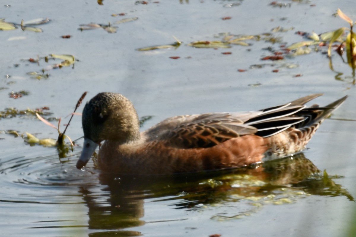 American Wigeon - ML367442431