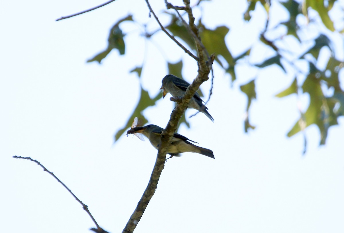 Eastern Wood-Pewee - ML367443121