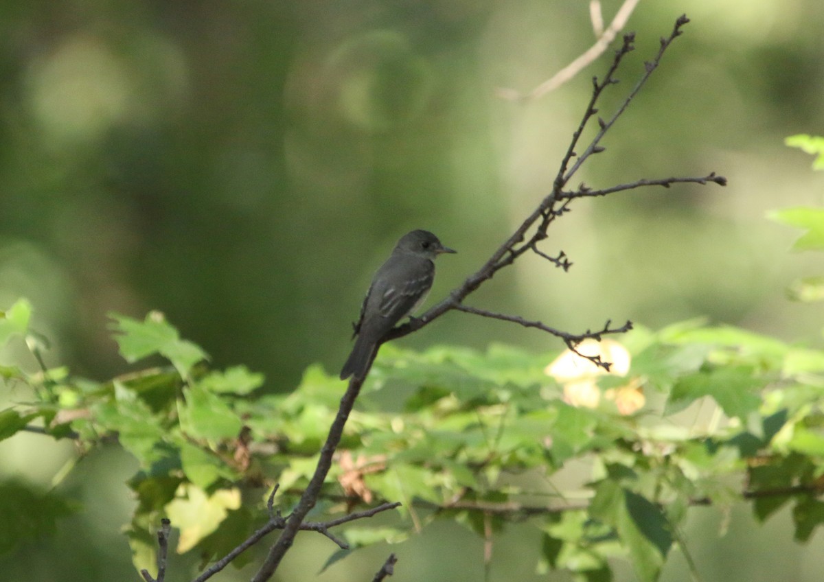 Eastern Wood-Pewee - Sarah Morris