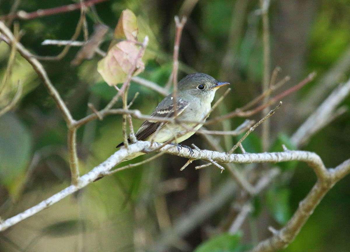 Eastern Wood-Pewee - Sarah Morris