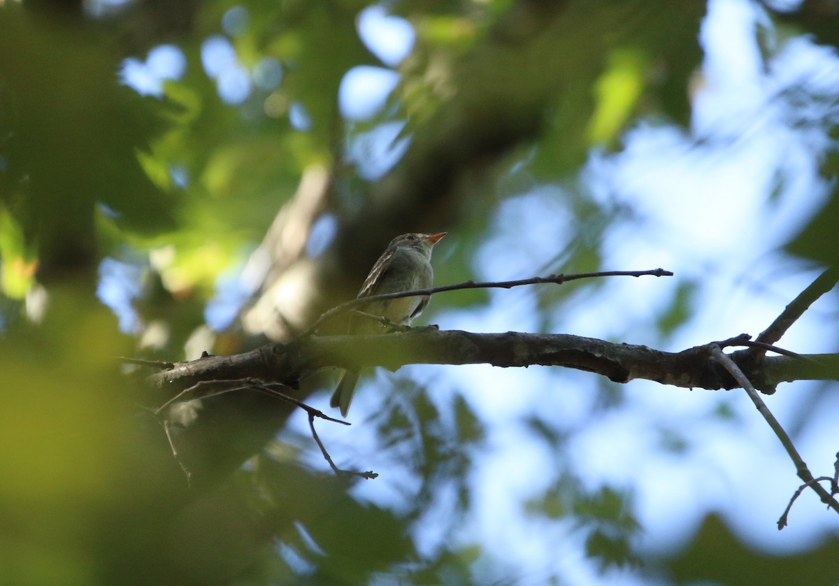 Eastern Wood-Pewee - ML367443171