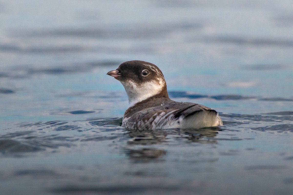 Ancient Murrelet - James MacKenzie
